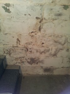 what looks like mold isn't always mold during a mold inspection - it's efflorescence