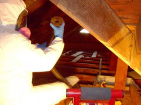 proper safety equipment protects technicians during mold removal