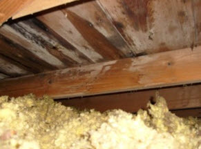 attic mold growth in Vineland, NJ
