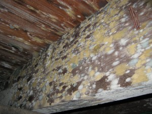Philadelphia attic mold remediation