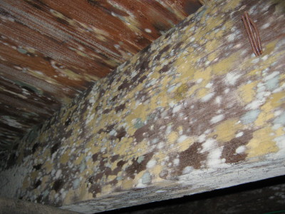 Mold in Attic Causes: Mold in Attic