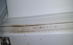 refrigerator gasket grows mold