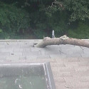 windstorm roof damage from tree branch