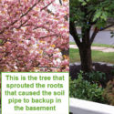 tree roots cause sewer line backups