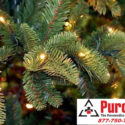 an unwanted guest at the holidays: Christmas Tree Mold