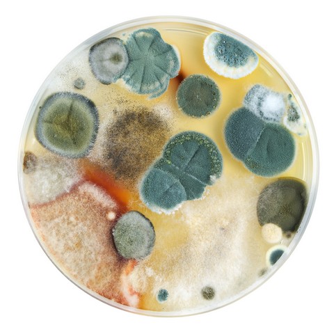 Mold 101: Basic Knowledge You Should Know When You Are Purchasing A Home!