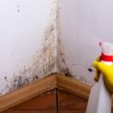 Are Dead Mold Spores Harmful?