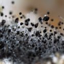 Should I Be Worried About Dead Mold Spores?: This article explains why killing mold with bleach and other fungicides is not a practical approach to mold removal. Dead mold spores cause health problems.